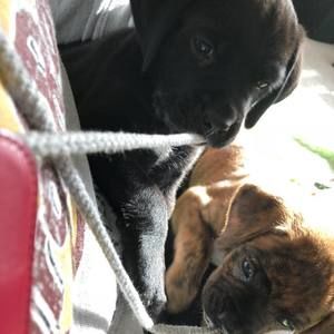 Meet your Posher, Roxanne